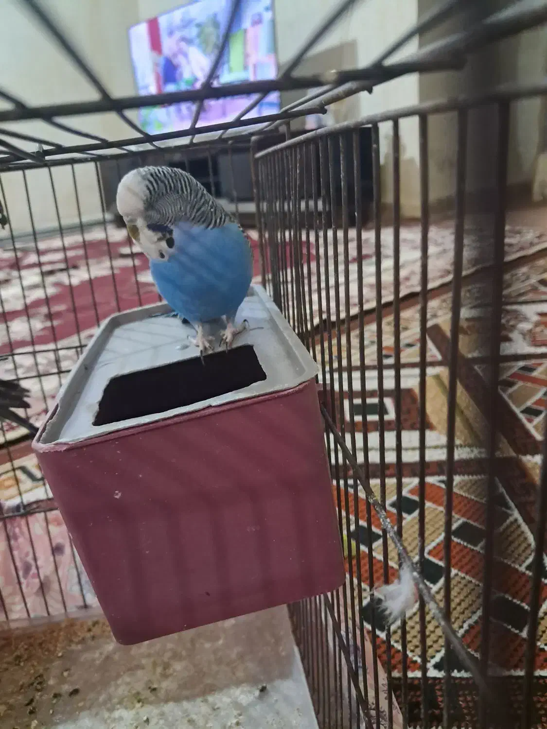 مرغ عشق انگلیسی نر|پرنده|ایذه, |دیوار