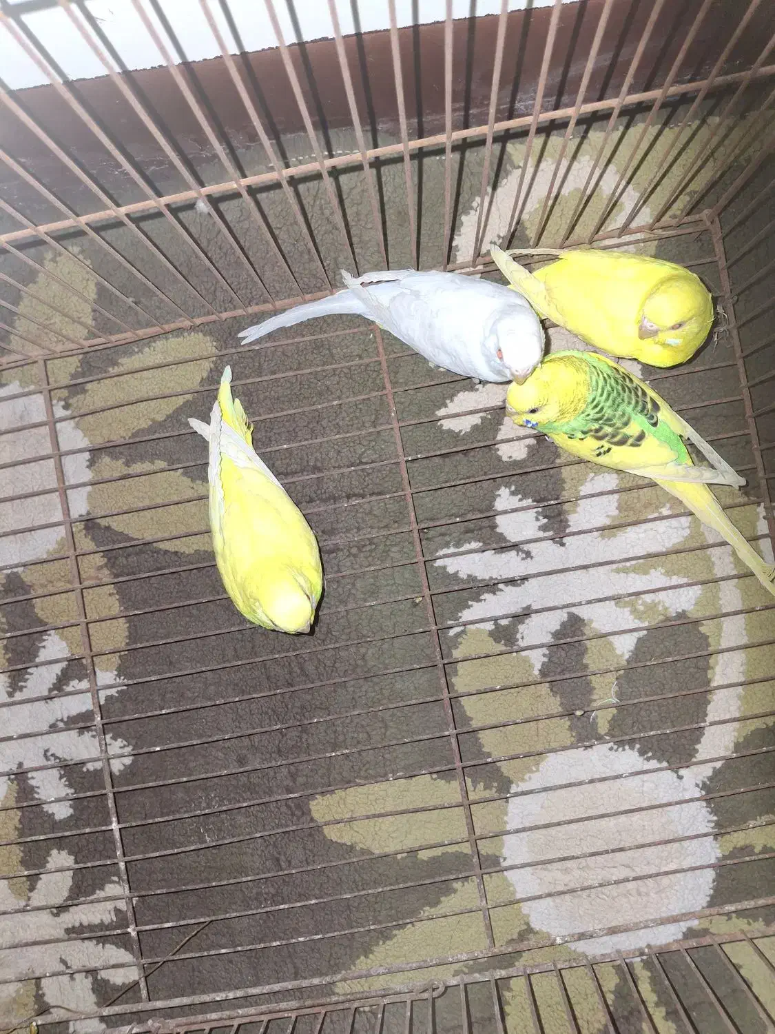 مرغ.عشق|پرنده|دوگنبدان, |دیوار