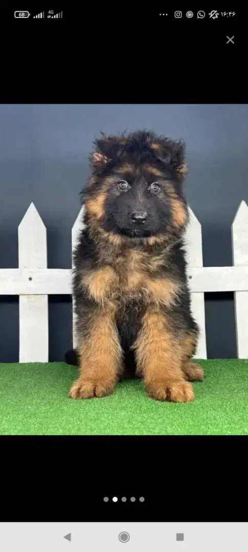 فروش سگ ژرمن شپرد شولاین محافظ|سگ|اصفهان, جلفا|دیوار