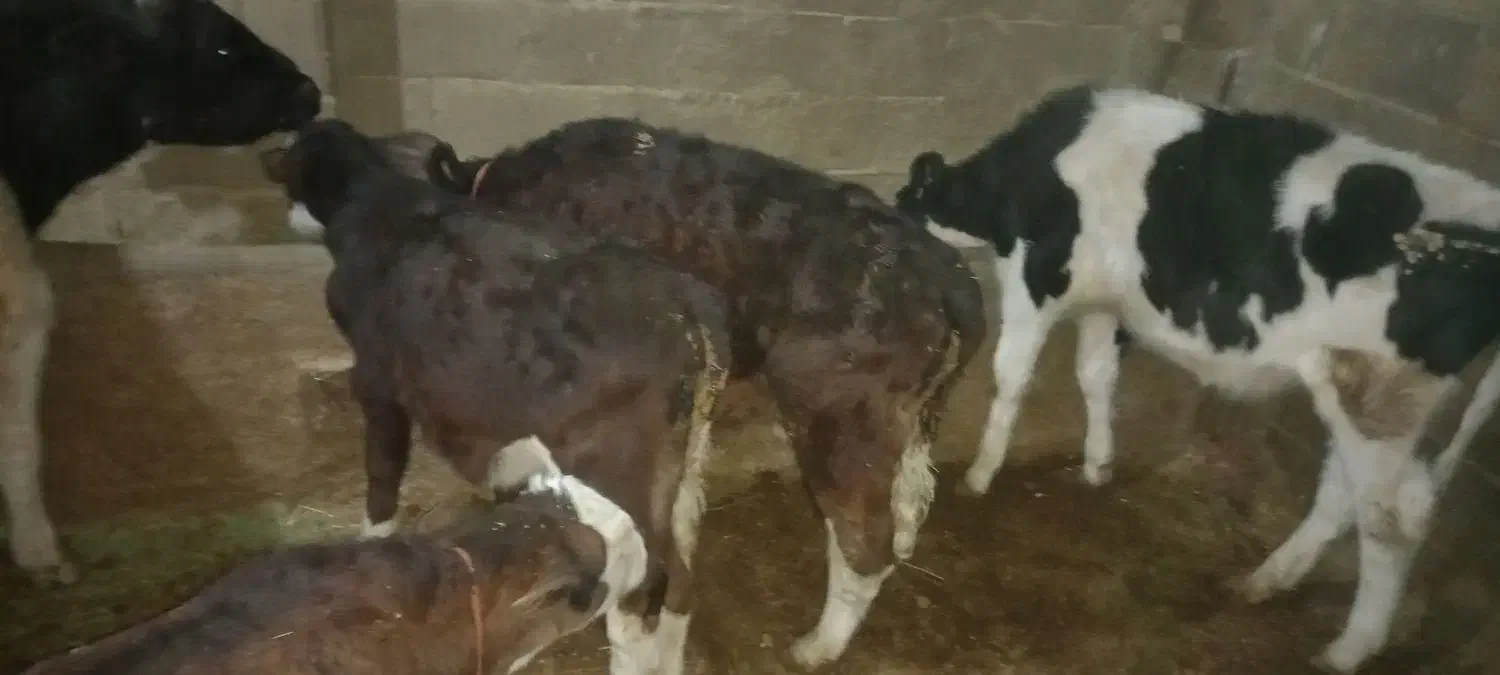 فروش ۹ رائس گوساله قطع شیر|حیوانات مزرعه|اراک, |دیوار