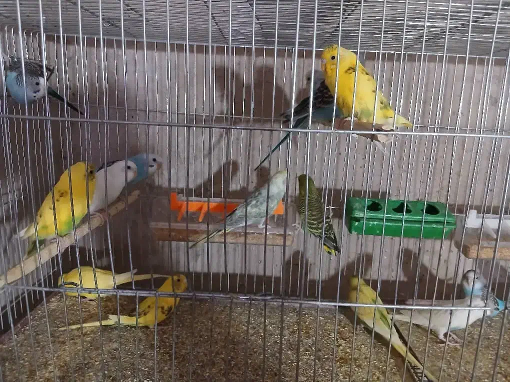 فروش مرغ عشق خانگی سالم و سرحال|پرنده|شهر بابک, |دیوار