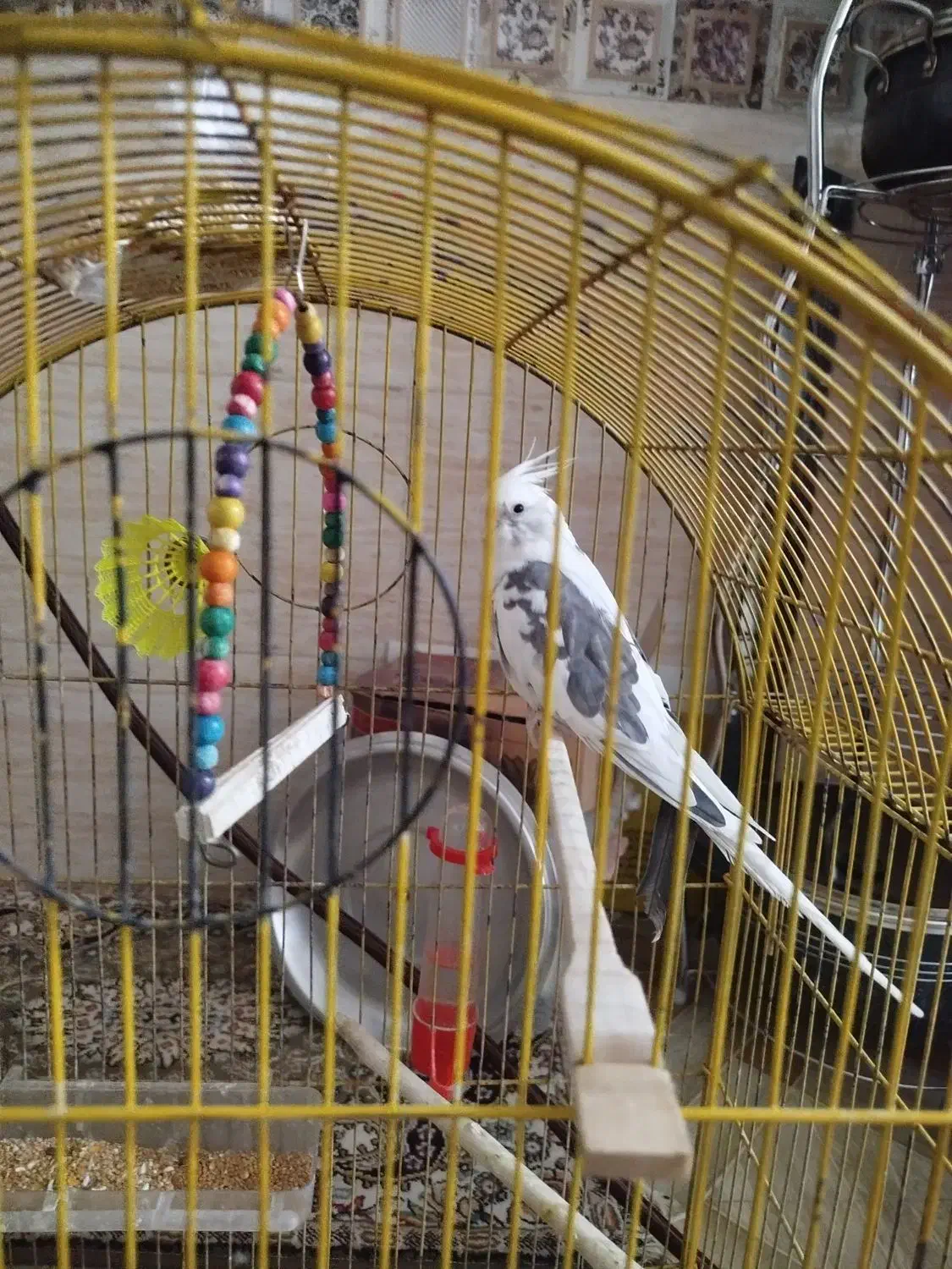 طوطی عروس نر|پرنده|رشت, انصاری|دیوار