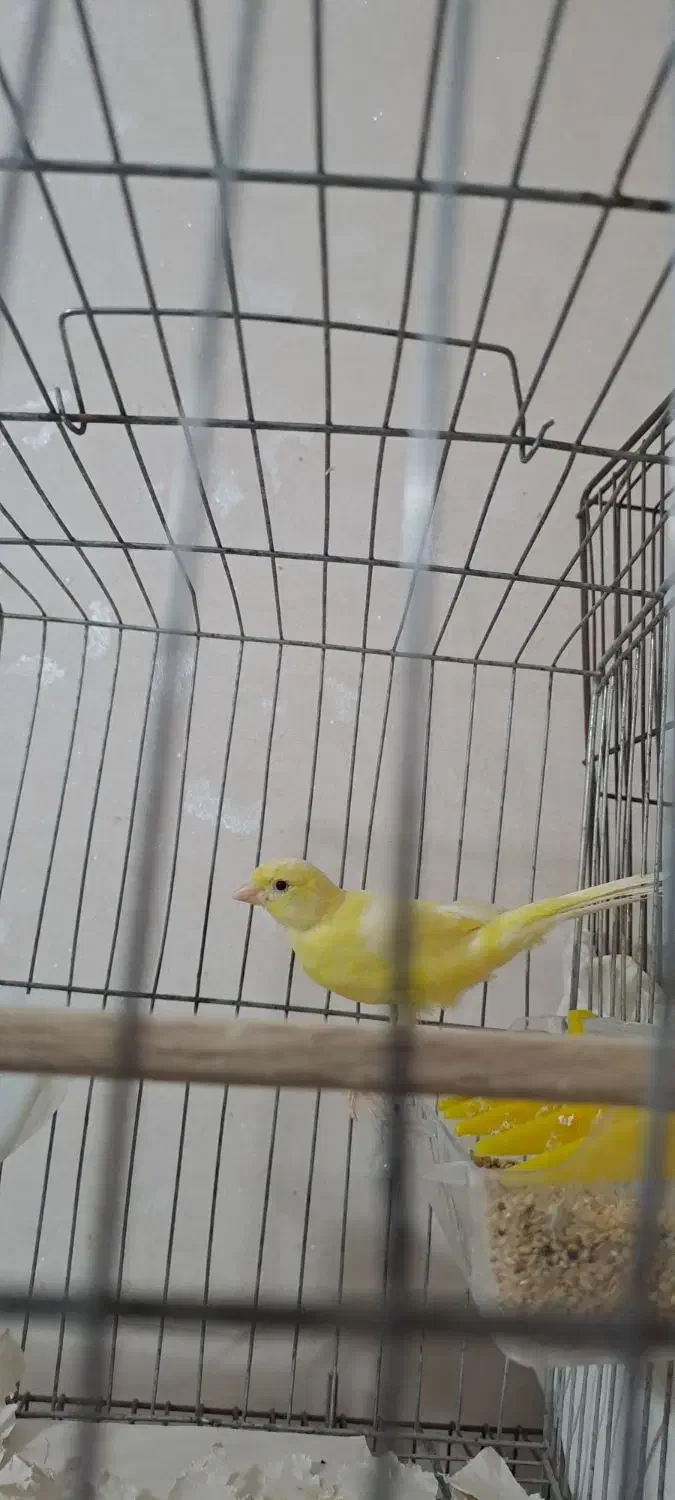 قناری نر|پرنده|بندرعباس, |دیوار