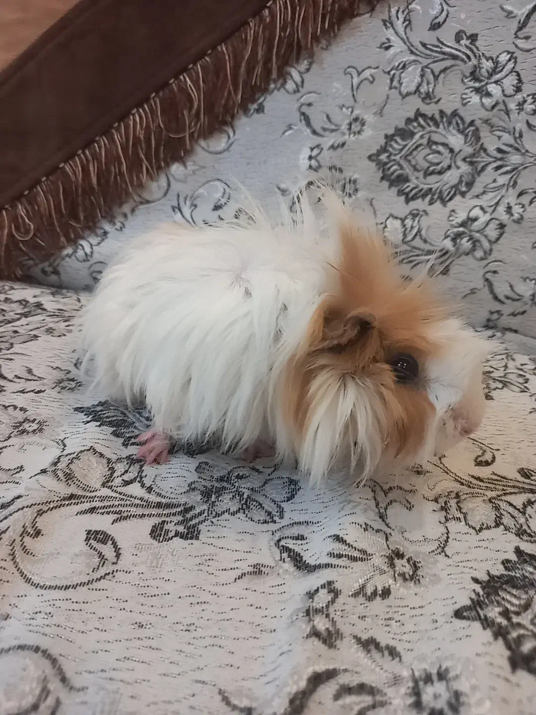 خوکچه هندی|موش و خرگوش|کلاله, |دیوار