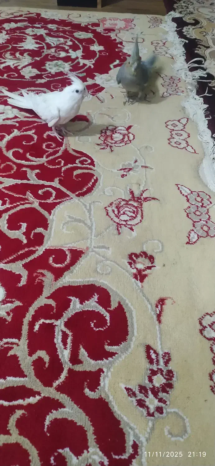 فروش عروس هلندی|پرنده|جیرفت, |دیوار