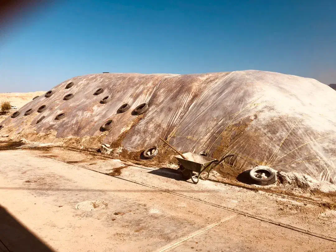 ذرت علوفه پر دانه|عمده‌فروشی|سرپل ذهاب, |دیوار