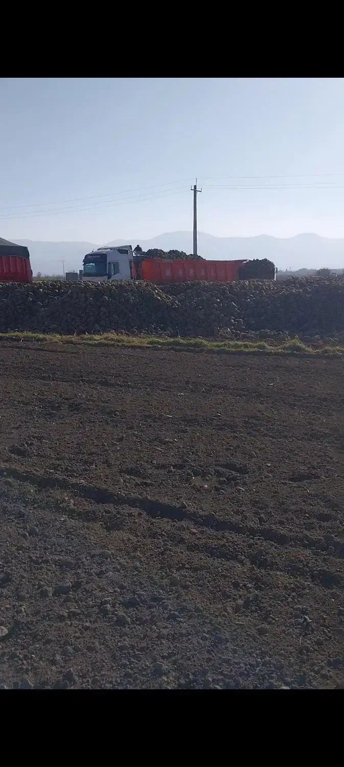 خرید چغندر|خدمات باغبانی و درختکاری|بیستون, |دیوار