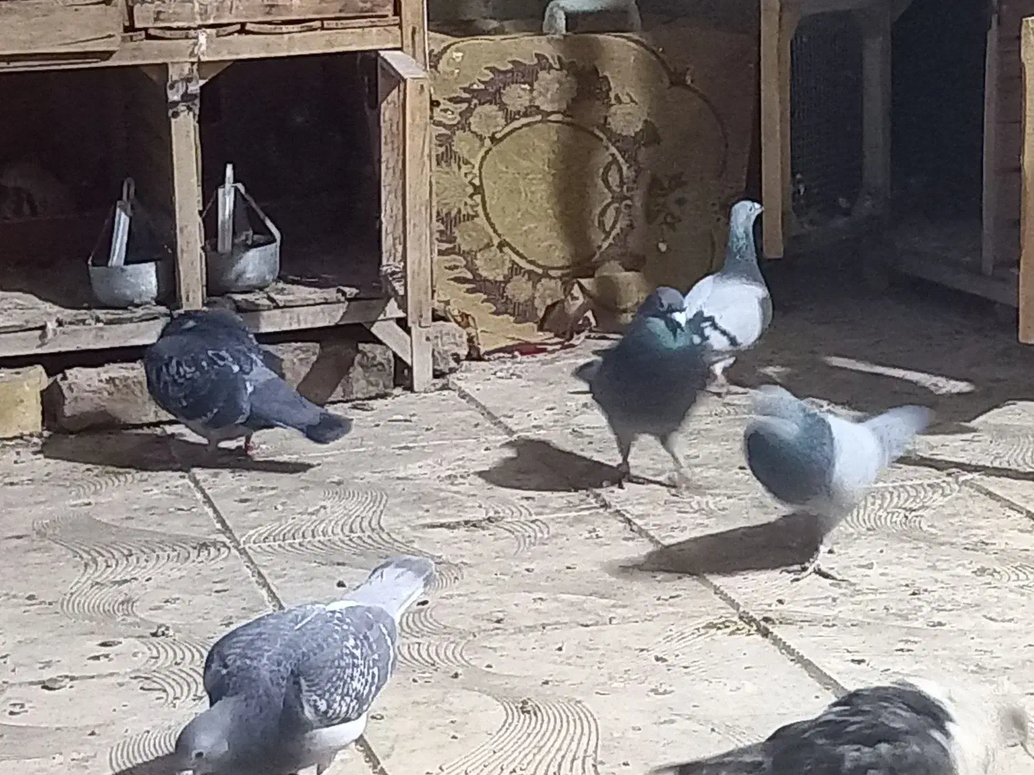 کبوتر|پرنده|نیشابور, سرآب کوشک|دیوار