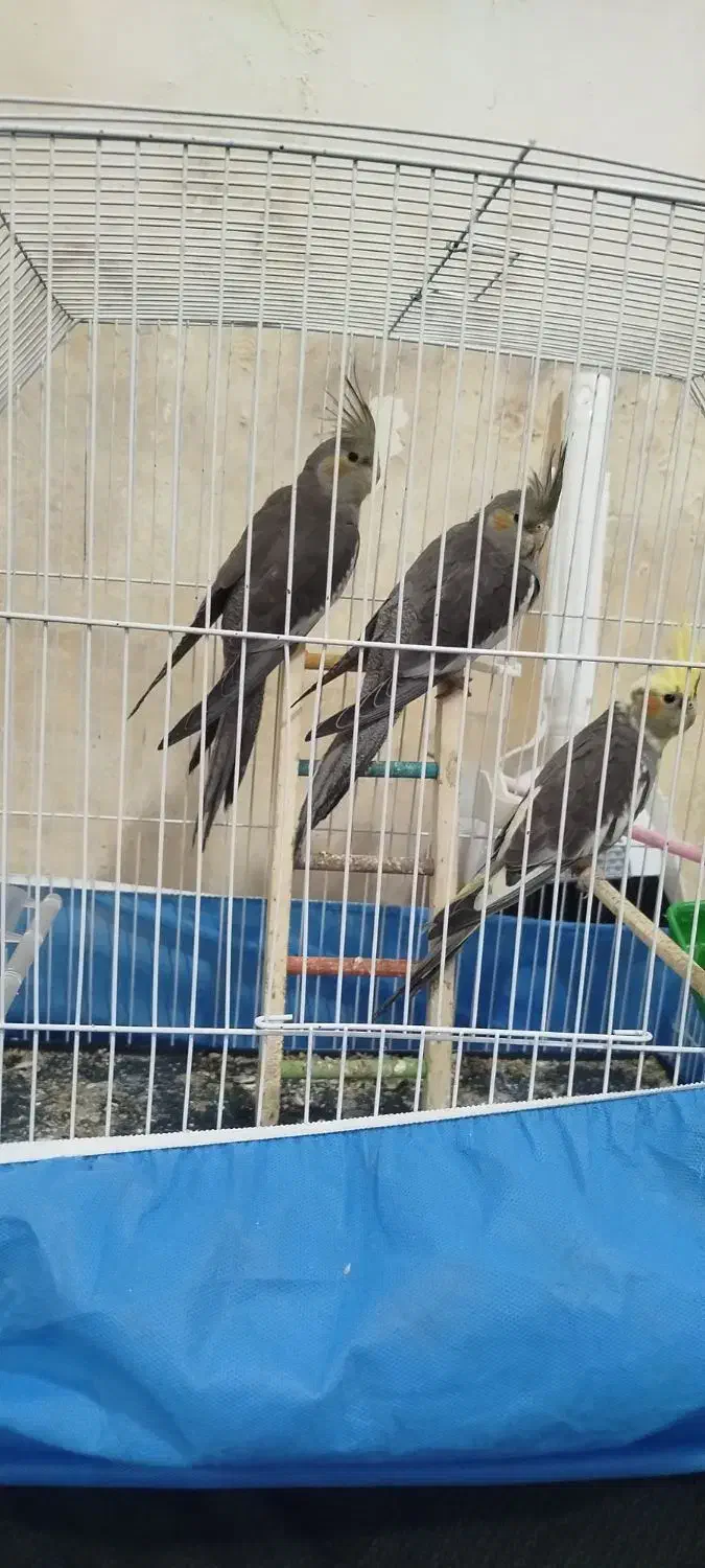 عروس هلندی|پرنده|لاهیجان, لیالستان|دیوار