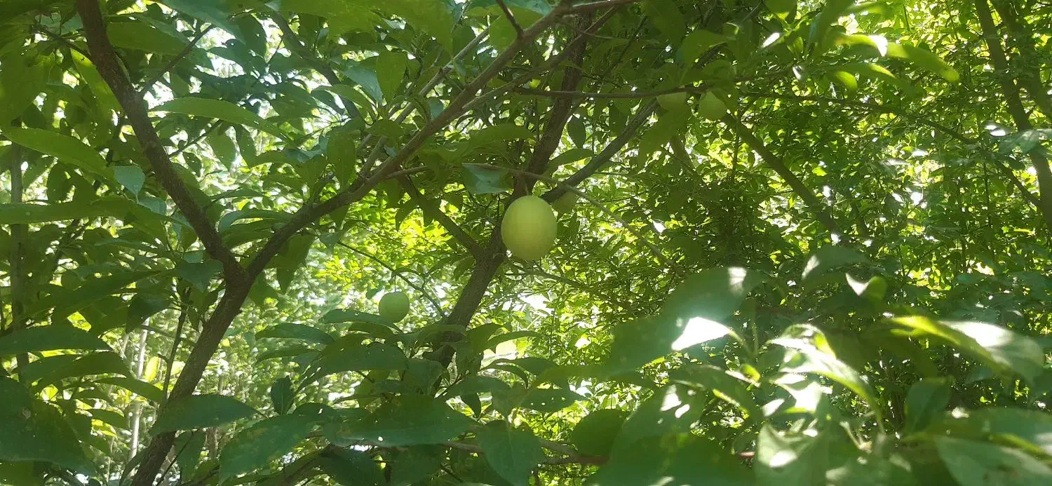 فروش برای تجاری و مسکونی|فروش دفتر صنعتی، کشاورزی، تجاری|فومن, |دیوار