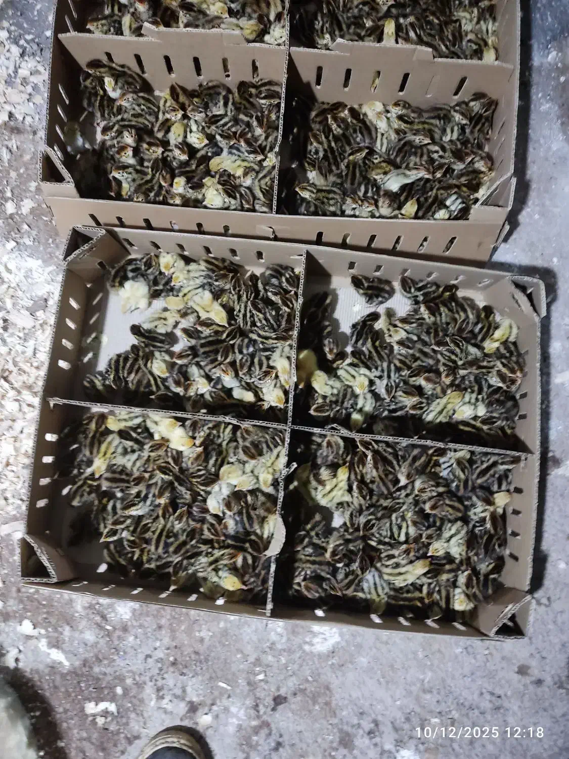 فروش جوجه بلدرچین اصل ژاپنی|حیوانات مزرعه|اطاقور, |دیوار