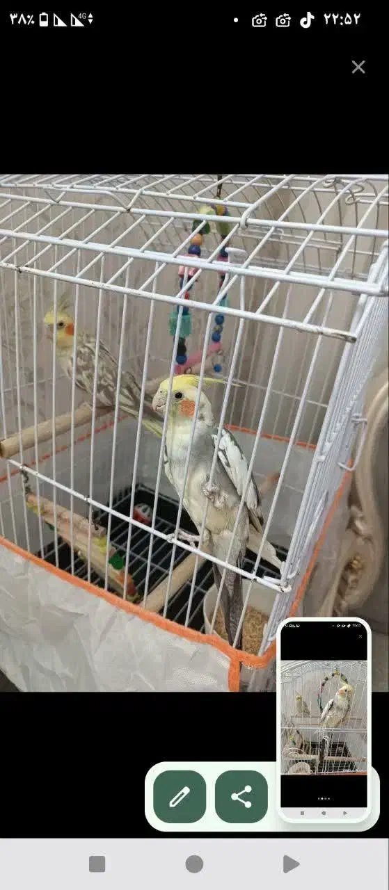 عروس هلندی جفت|پرنده|فاضل آباد, |دیوار