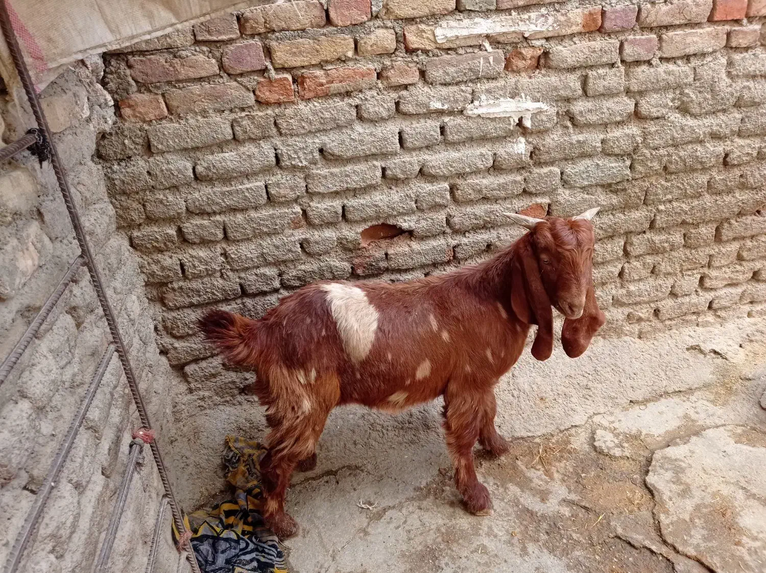 نربز|حیوانات مزرعه|دینور, |دیوار