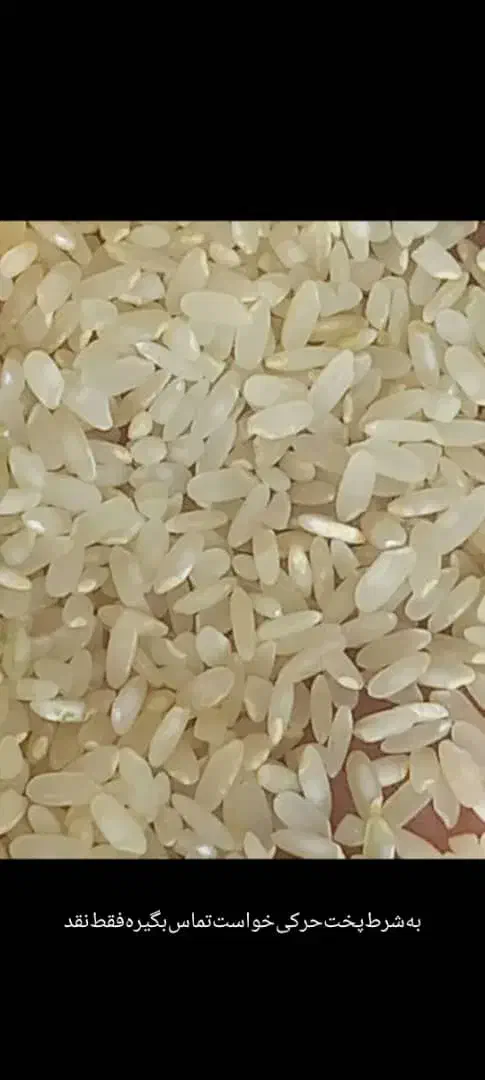 برنج کامفیروز بشرط پخت|خوردنی و آشامیدنی|صدرا-فارس, فاز ۱|دیوار
