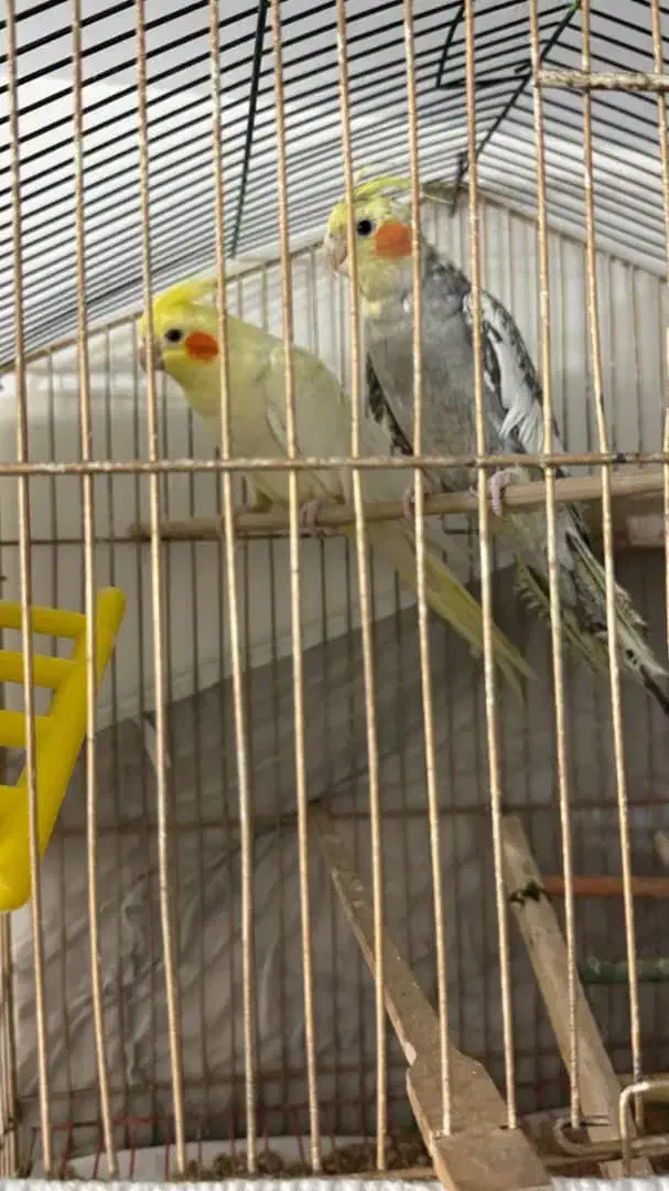 عروس هلندی|پرنده|باغستان, |دیوار