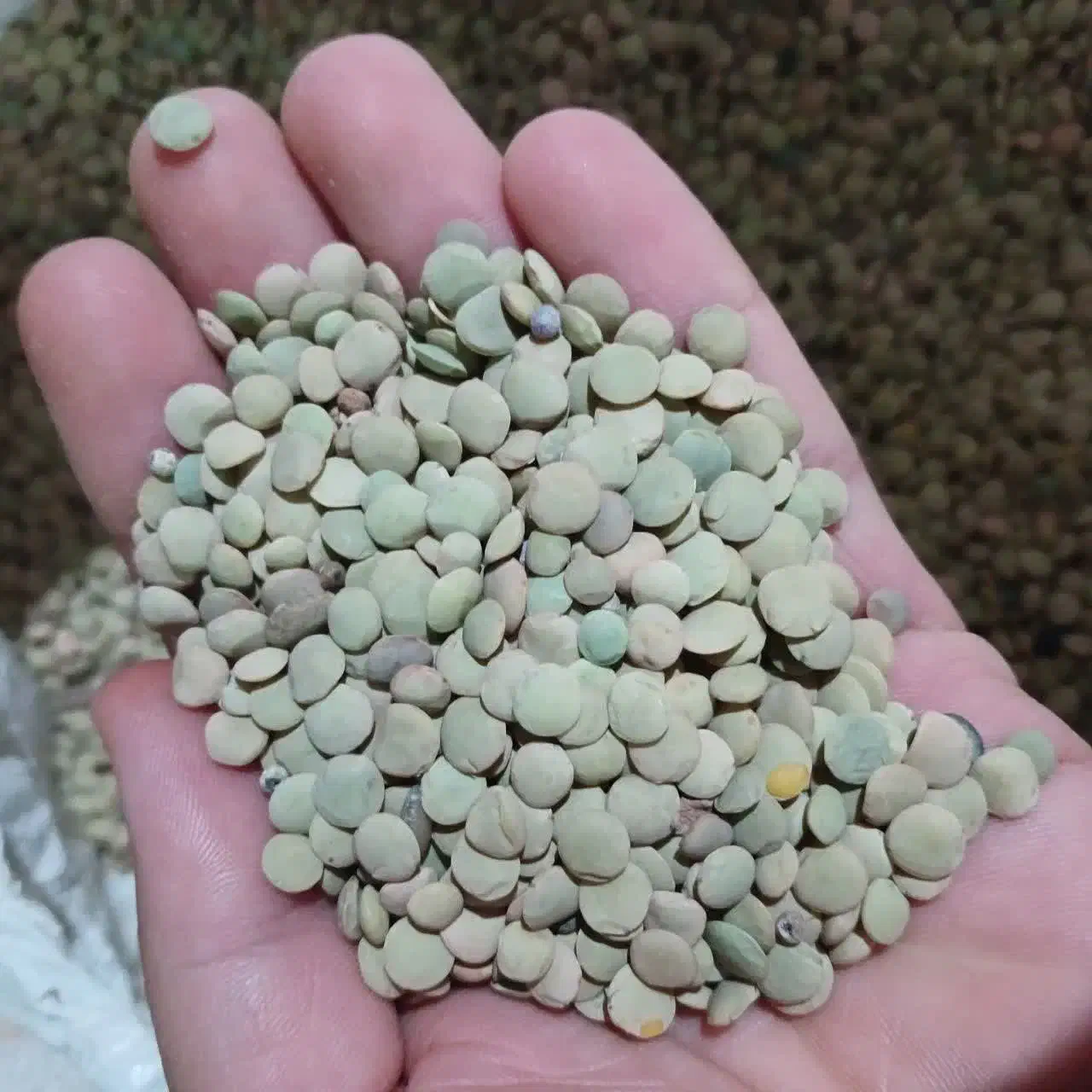 عدس محلی|حراج|قیدار, |دیوار