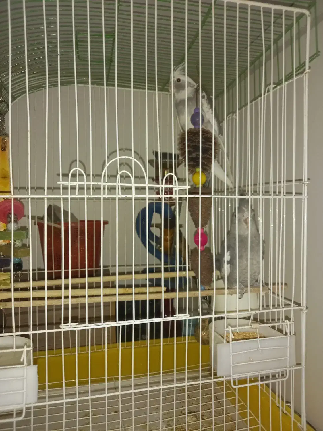 جوجه عروس دونخور معاوضه|پرنده|ری, سیزده آبان|دیوار