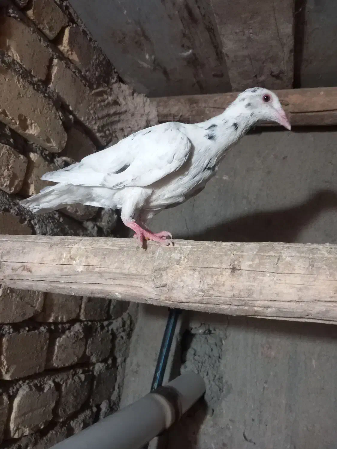 کبوتر|پرنده|دشتابی, |دیوار
