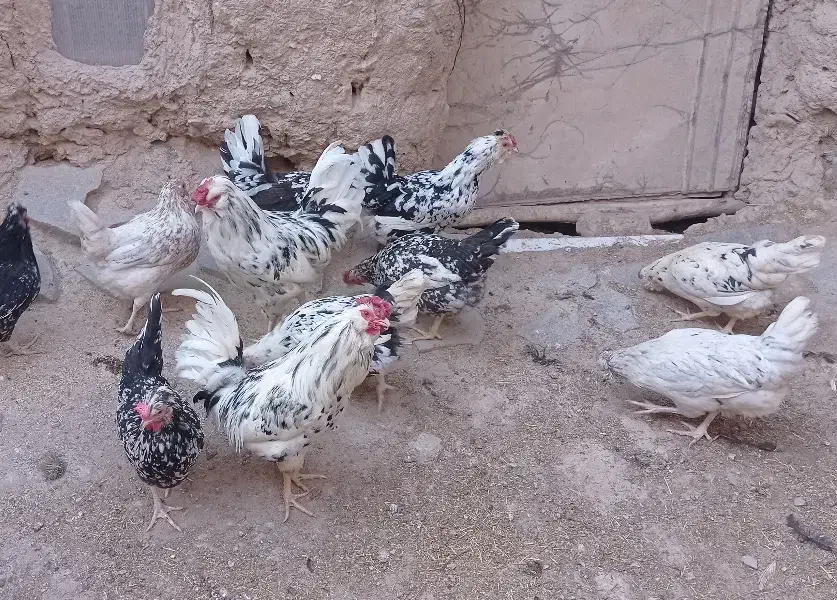 تخم مرغ گلین|حیوانات مزرعه|درمیان, |دیوار