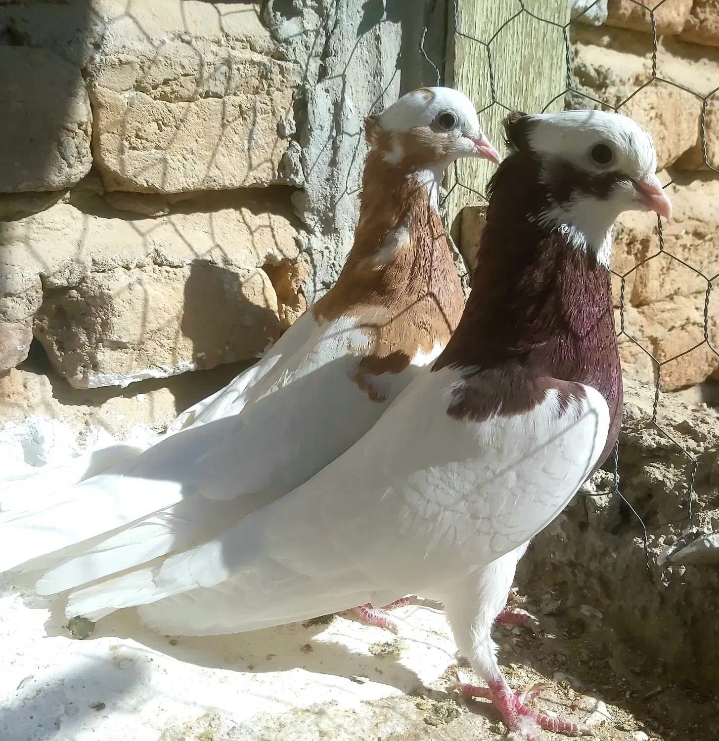 طوقی|پرنده|نوبندگان, |دیوار