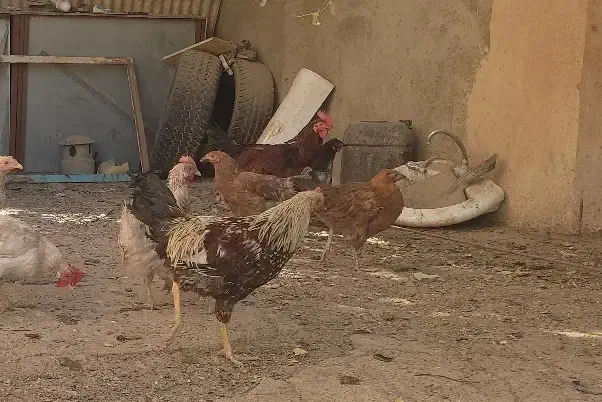 بوقلمون و مرغ و خروس|حیوانات مزرعه|سنندج, |دیوار