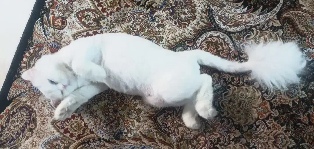 گربه خونگی و خونگرم|گربه|تاکستان, |دیوار