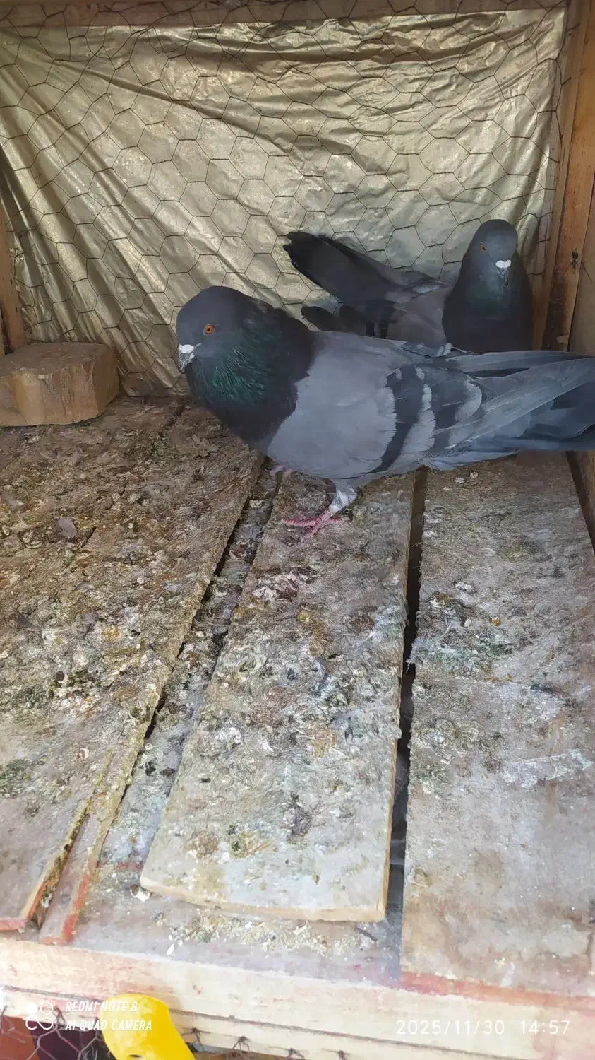 چند جفت کفتر پرشی واقعی خوب|پرنده|شاهین دژ, |دیوار