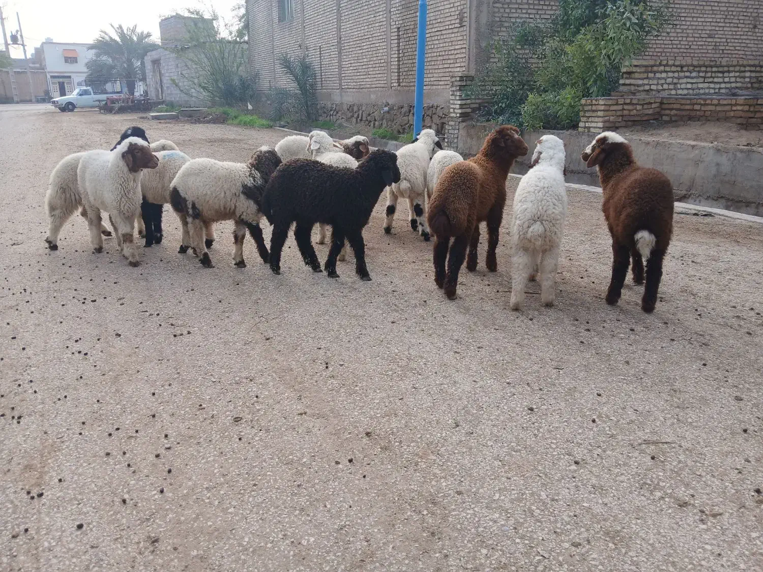 بره جهت فروش|حیوانات مزرعه|اهواز, منازل کارون|دیوار