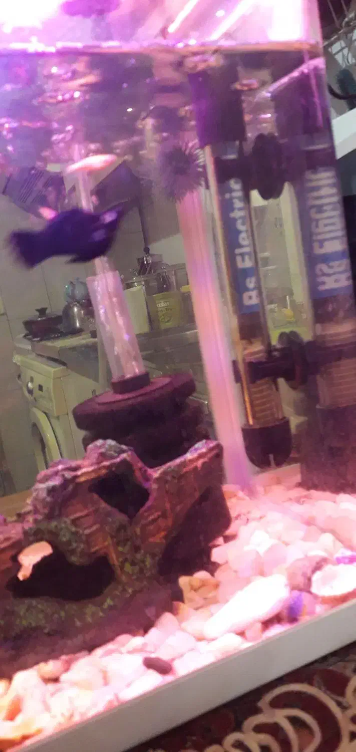 اکواریوم|ماهی|تهران, وحیدیه|دیوار