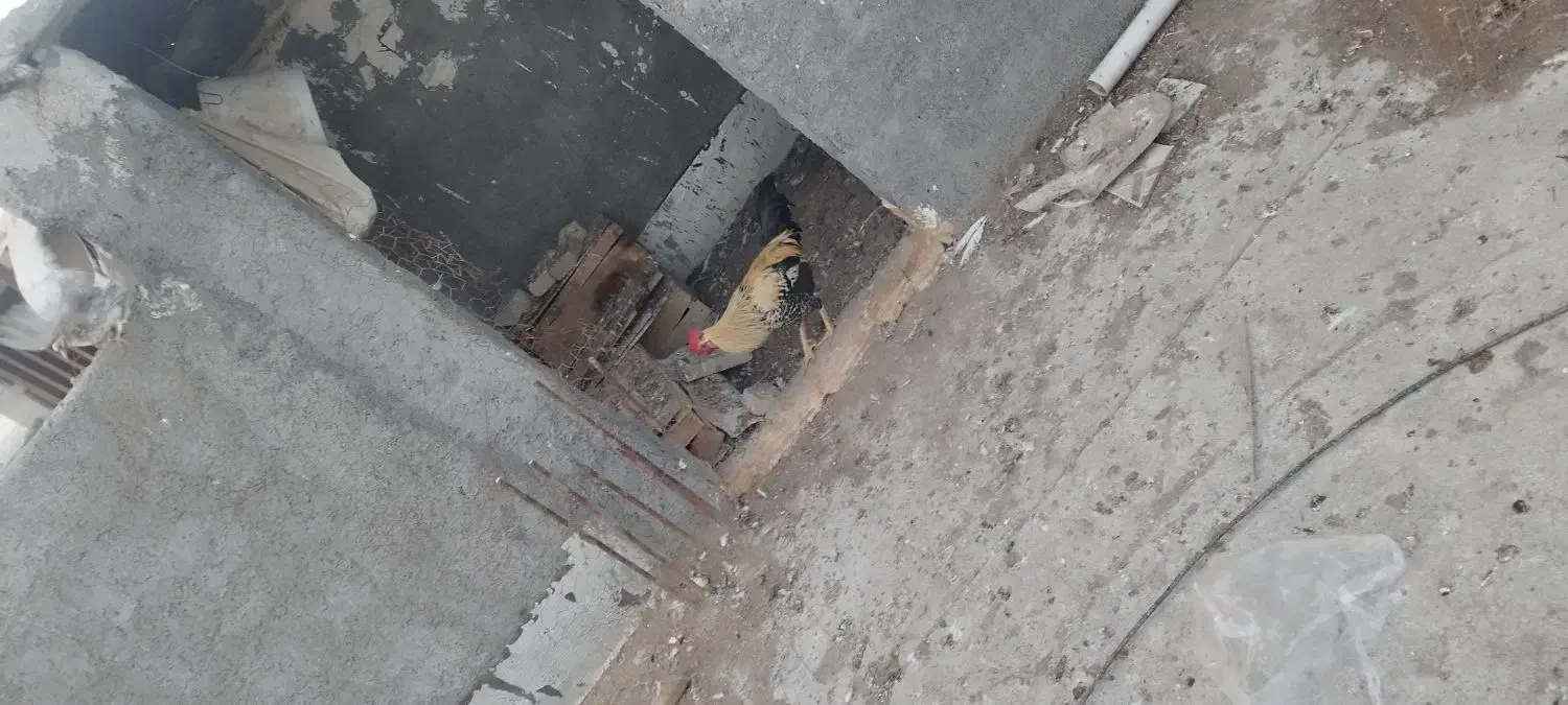 خروس|حیوانات مزرعه|بندر امام خمینی, |دیوار