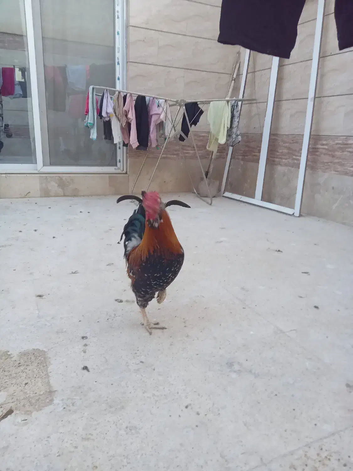 مرغ گلین حیوانات مزرعه|حیوانات مزرعه|برخوار, |دیوار