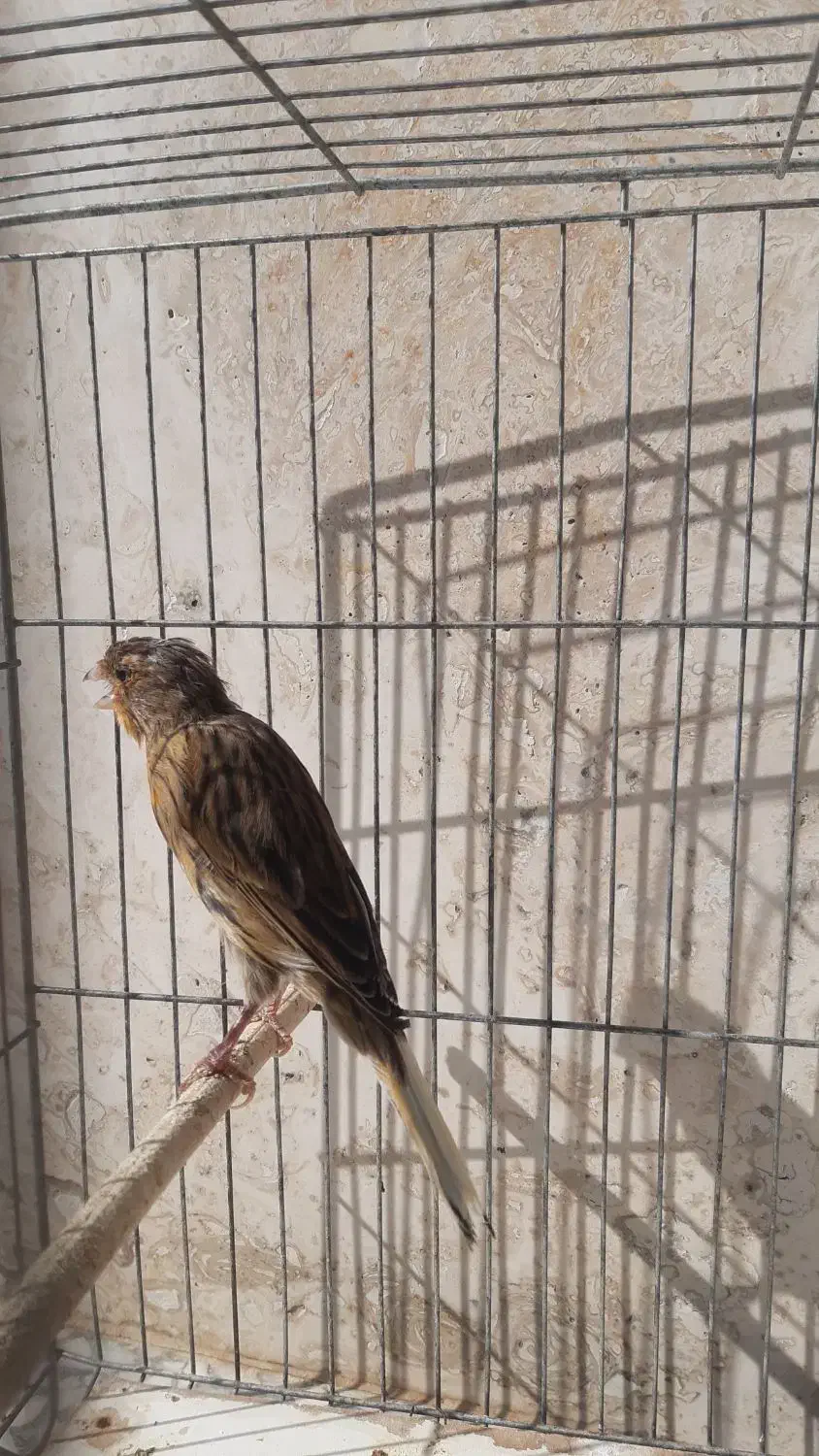 قناری ماده|پرنده|مرودشت, فاز اول شهرک فرهنگیان|دیوار