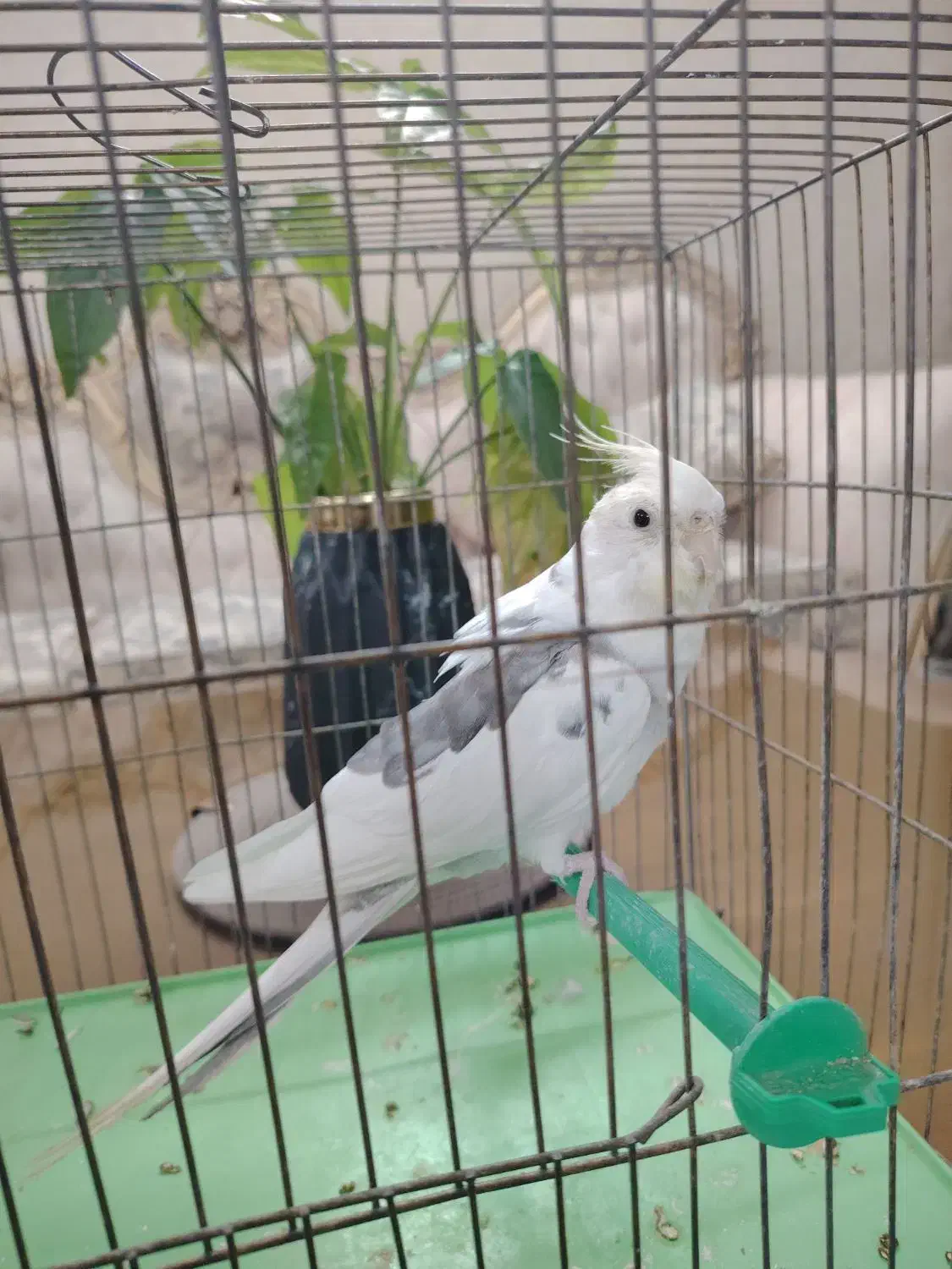 عروس هلندی وایت فیس قیمت مناسب|پرنده|برخوار, |دیوار