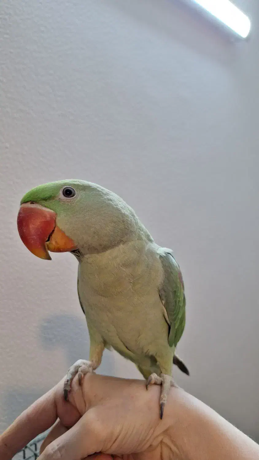 شاه طوطی|پرنده|شاهین‌شهر, حافظ شمالی|دیوار