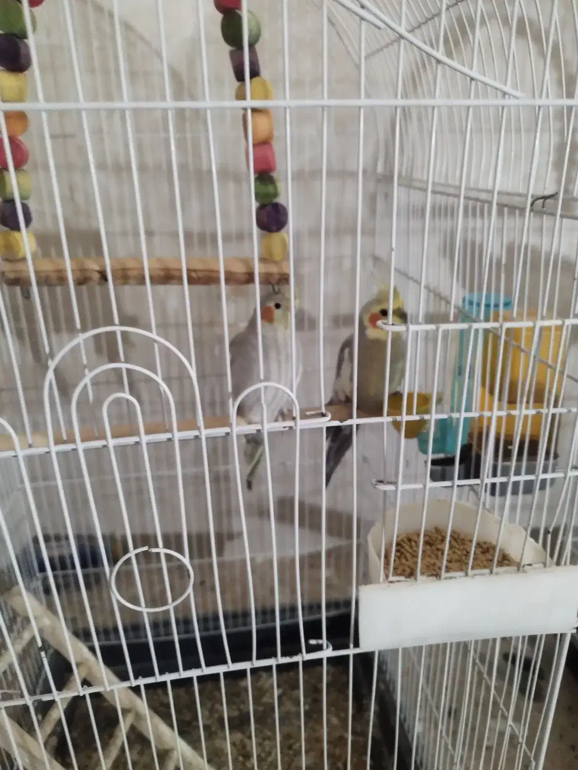 عروس هلندی فوق مولد فروش یا معاوضه باسهره|پرنده|شیراز, کرونی(خاتونک)|دیوار