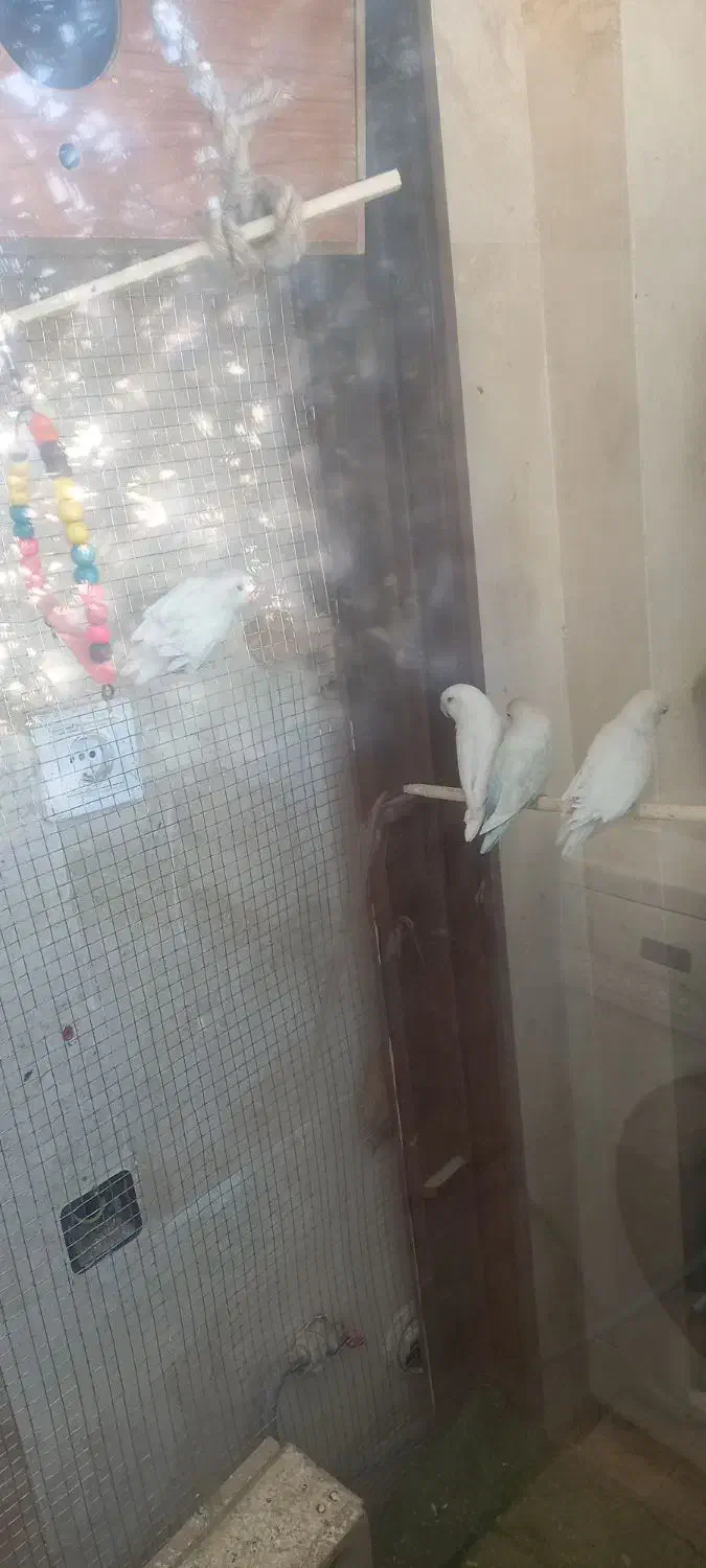 کوتوله برزیلی|پرنده|شاهرود, |دیوار