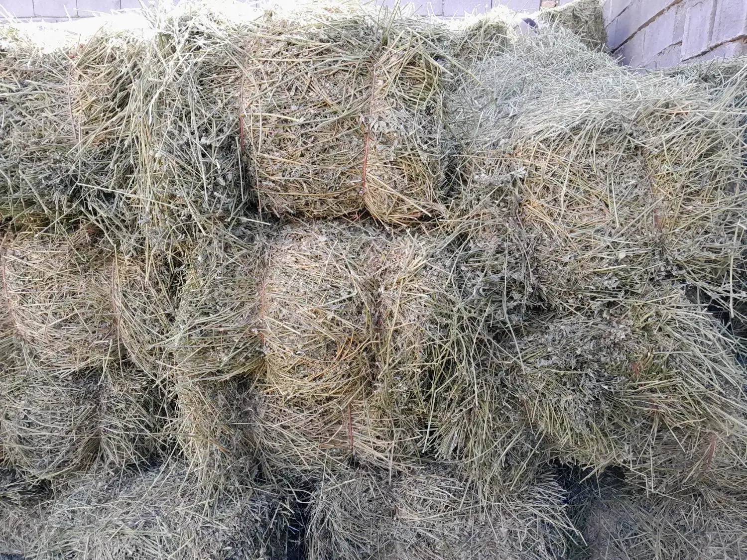 یونجه|حیوانات مزرعه|سرپل ذهاب, |دیوار