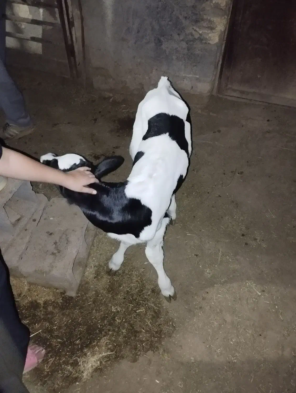 گاو شیری|حیوانات مزرعه|زواره, |دیوار