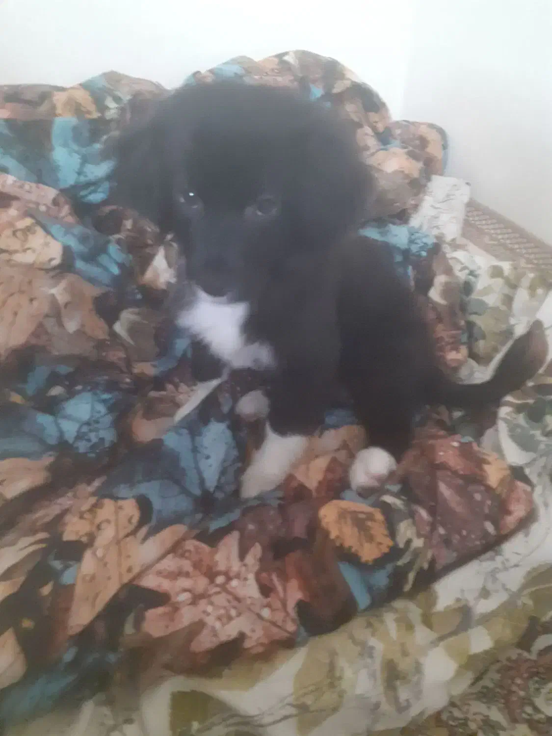 تیدا|سگ|هشتگرد, شهرک ارم غربی|دیوار