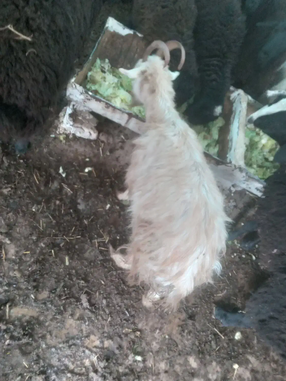 بز ماده|حیوانات مزرعه|هشتگرد, تهران دشت|دیوار