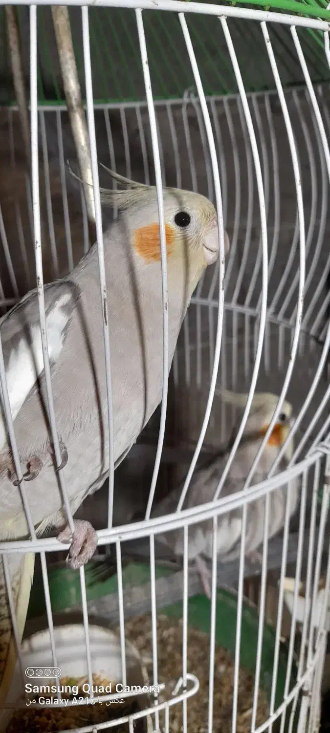 عروس هلندی|پرنده|رشت, لاکان|دیوار