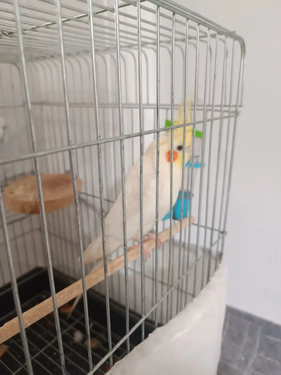 عروسی هلندی نر|پرنده|کرج, المهدی|دیوار