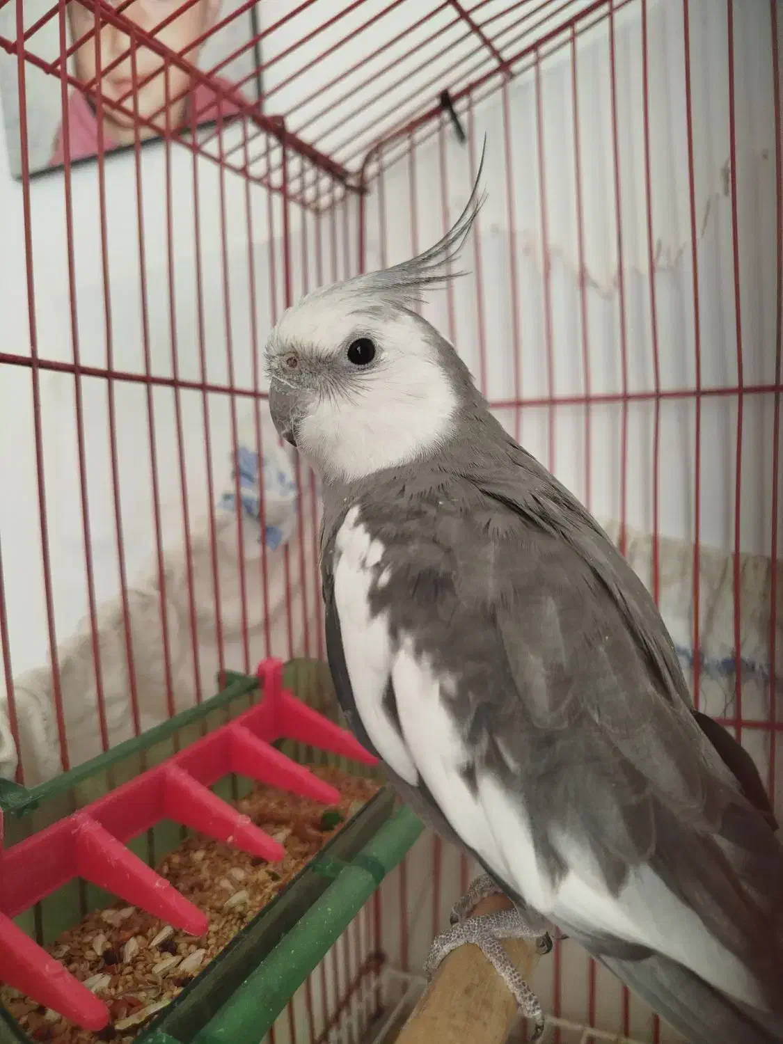 گمشده|پرنده|خوانسار, |دیوار