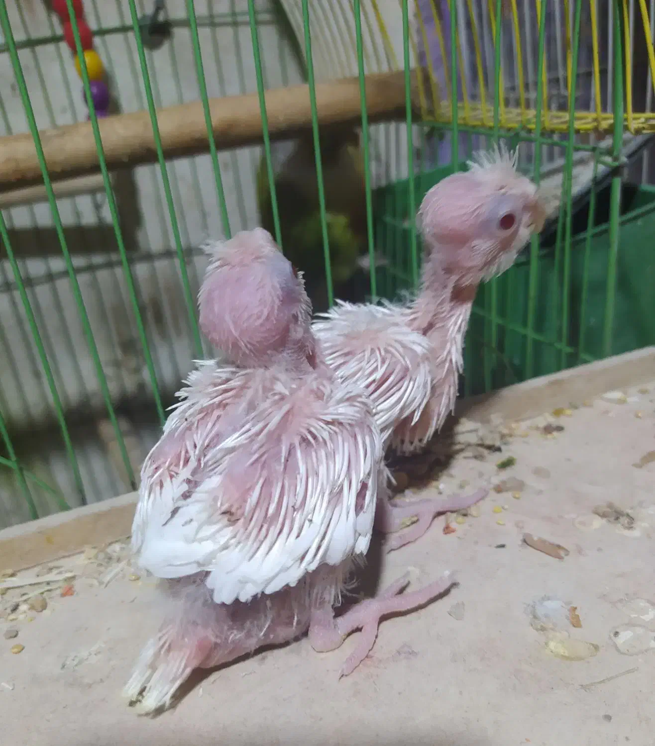 سربندر|پرنده|شادگان, |دیوار