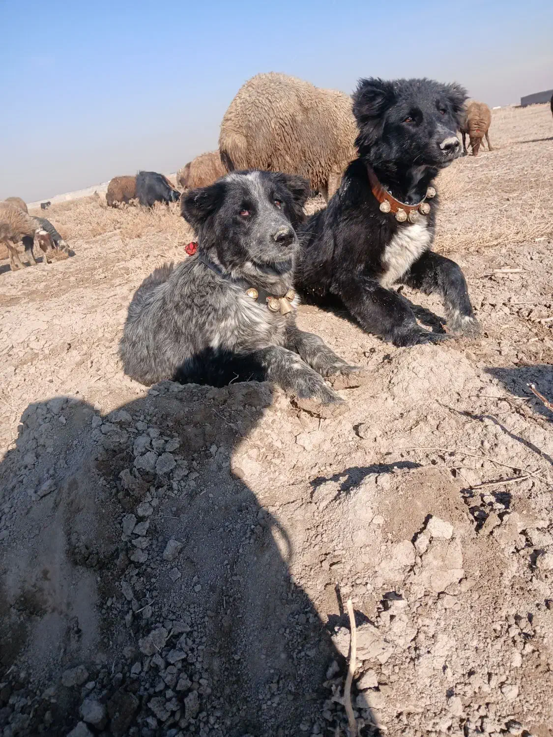 توله سگ|سگ|فولادشهر, مسکن مهر فولادشهر|دیوار