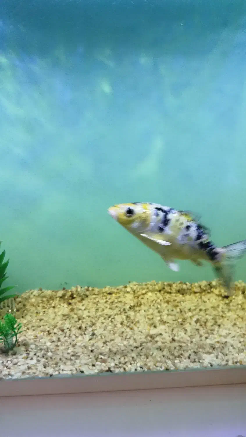 ماهی کوی|ماهی|مشهد, هدایت|دیوار