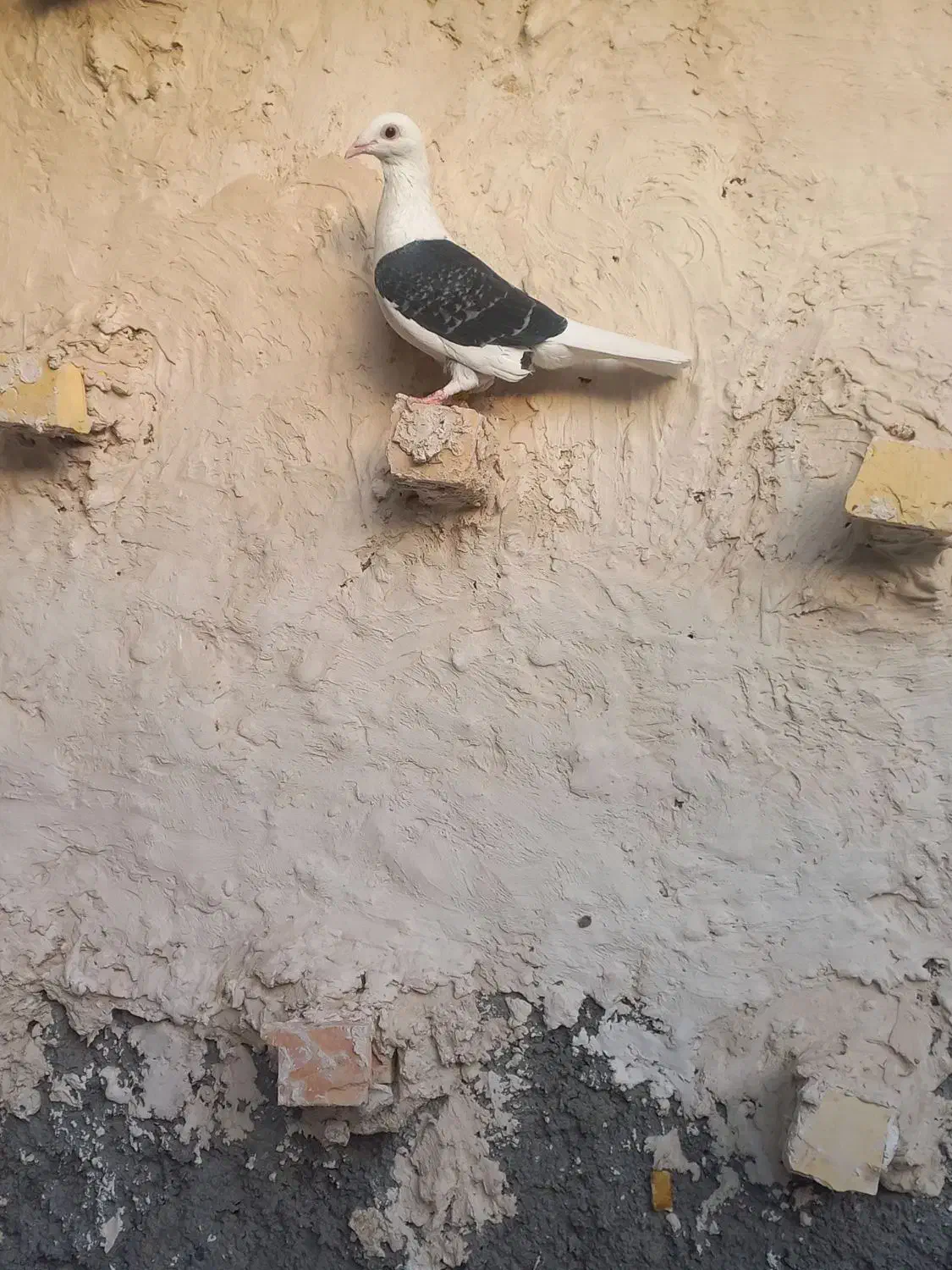 ماده گراف|پرنده|تربت جام, پاسداران|دیوار