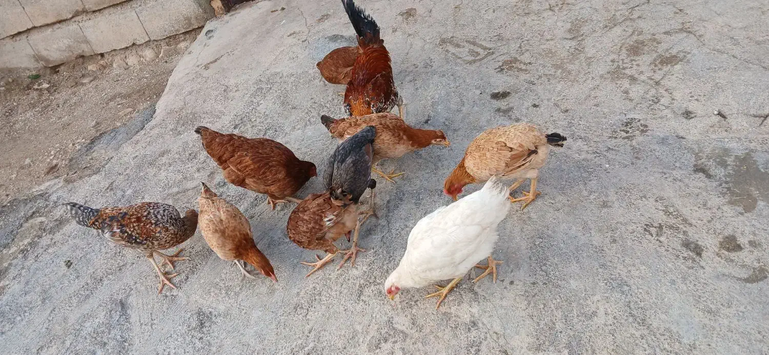 وارگ|پرنده|گیلان غرب, |دیوار