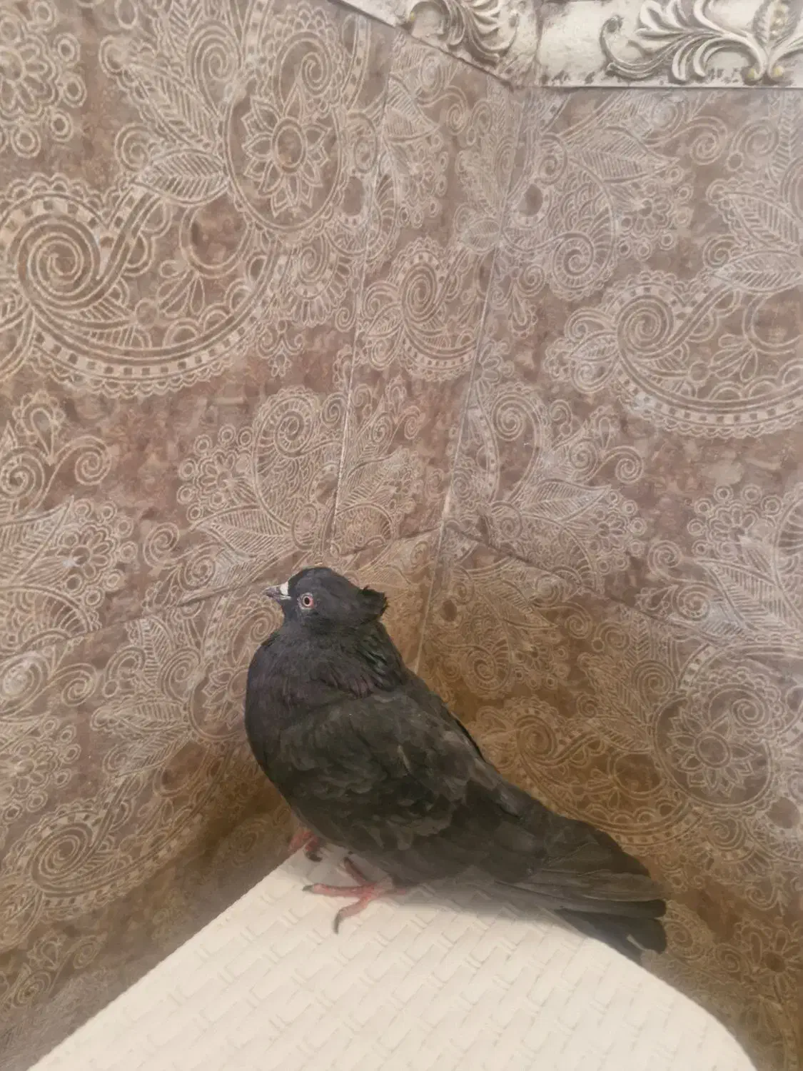 کفتر زاغ|پرنده|تهران, نیروی دریایی|دیوار