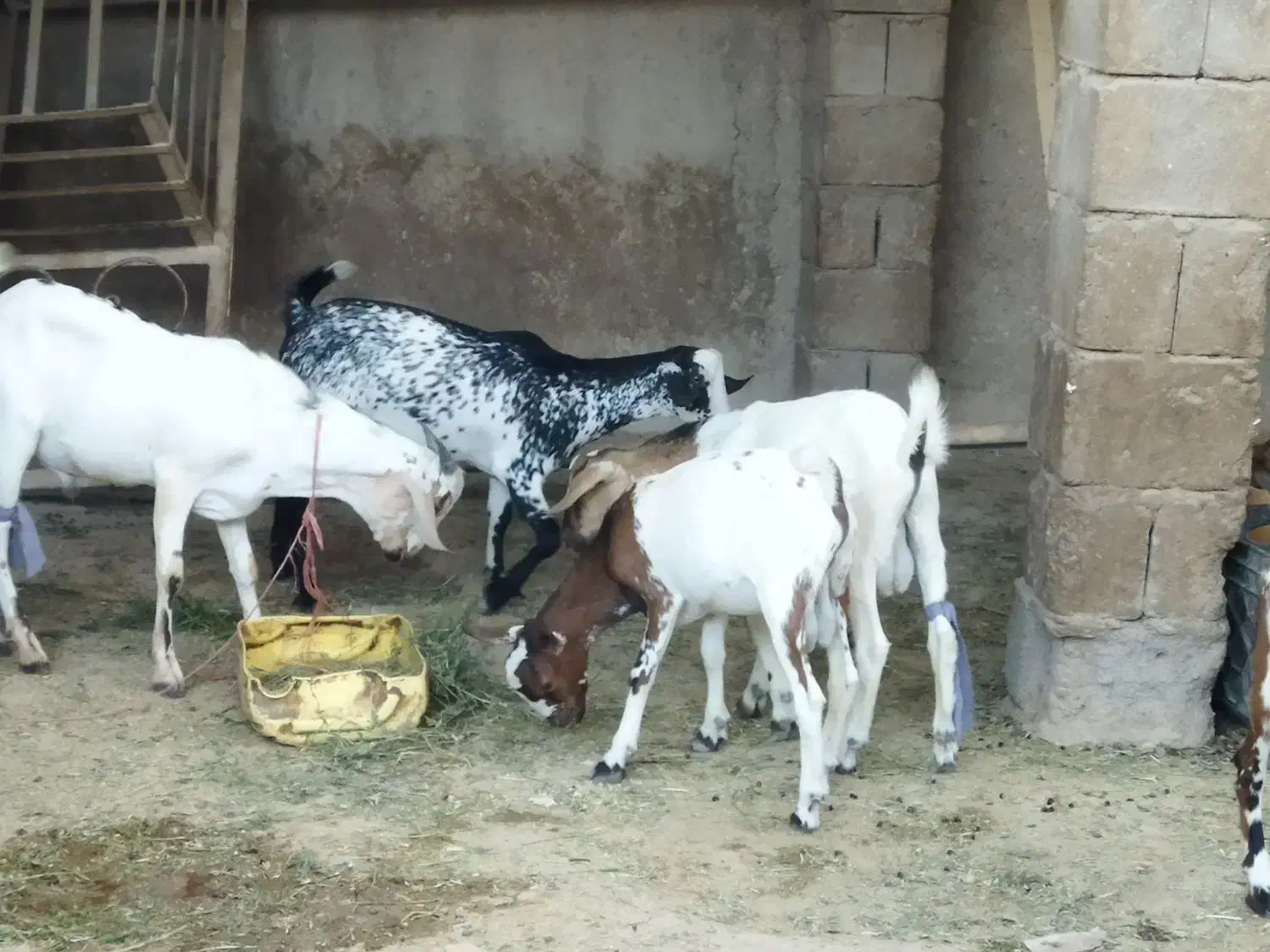 نری شهری|حیوانات مزرعه|قشم, |دیوار